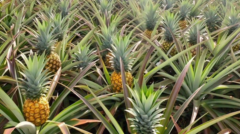 pineapple benefits, pineapple for digestion, pineapple for immunity, pineapple for weight loss, pineapple for skin, pineapple for hair