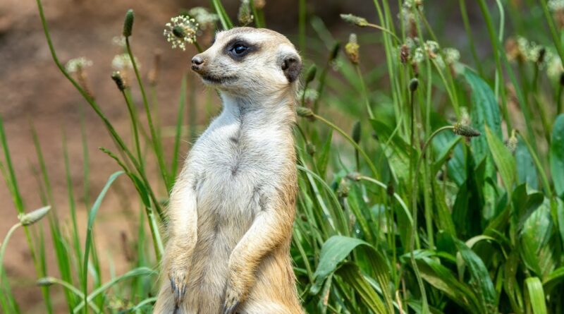 strology, Dreams, Jyotish, swapna jyotish, Mongoose, astrology, dream interpretation, mongoose in dream, सपना, ज्‍योतिष, सपने में नेवला , नेवला, Swapna Shastra, dream interpretation, dreams signs, Psychology of Dreams, Philosophy of Dreams, Reality of Dreams, Why Dreams Come, Meaning of Dreams, स्वप्न शास्त्र, सपनों का महत्व, स्वप्न शास्त्र महत्व, सपने क्यों आते हैं, सपने सच होते हैं, सपनों का आत्मा कहां जाती है