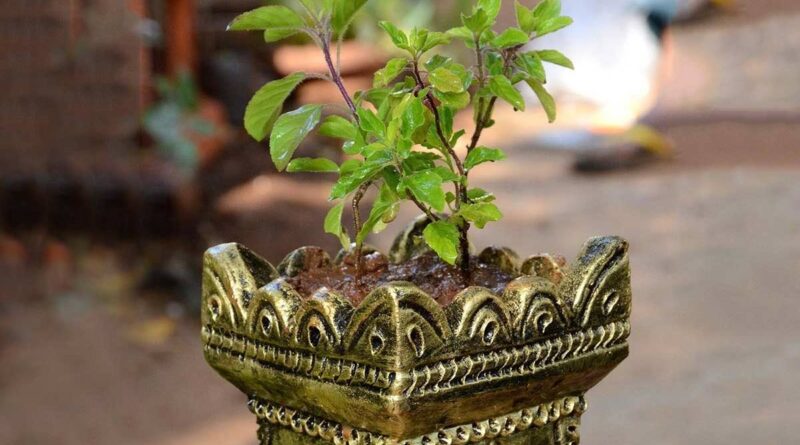 tulsi plant vastu, when we should pluck tulsi leaves, रात के समय तुलसी क्यों नहीं तोड़नी चाहिए, vastu tips for tulsi plant, vastu for tulsi leaves