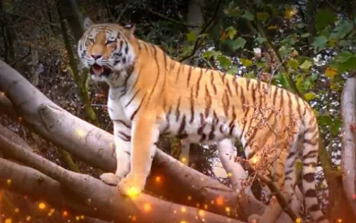 Swapna Shastra: सपने में बाघ दिखना देता है बड़े संकेत, जानिए यह सपना शुभ है या अशुभ