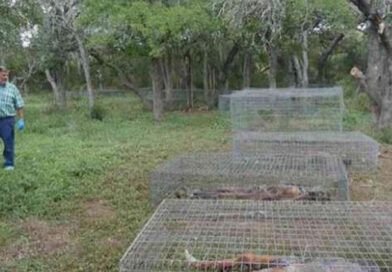 यहाँ शवों को जलाया या दफनाया नहीं जाता, लोहे के पिंजरों में रखकर सड़ने के लिए छोड़ दिया जाता है