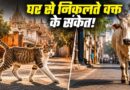 घर से निकलते समय दिखें ये संकेत, हो सकते हैं शुभ या अशुभ—जानिए परंपराओं में क्या माना गया है
