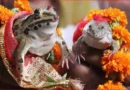 कार्ड छपे, बैंड बाजे के साथ बारात भी आई, फिर हुए 7 फेरे… छत्तीसगढ़ में क्यों करवाई गई मेंढक-मेंढकी की ऐसी शादी?
