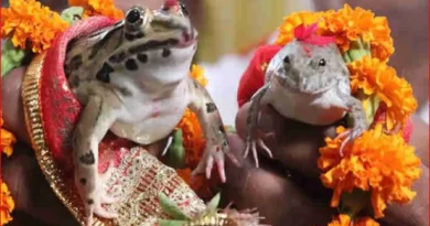 कार्ड छपे, बैंड बाजे के साथ बारात भी आई, फिर हुए 7 फेरे… छत्तीसगढ़ में क्यों करवाई गई मेंढक-मेंढकी की ऐसी शादी?
