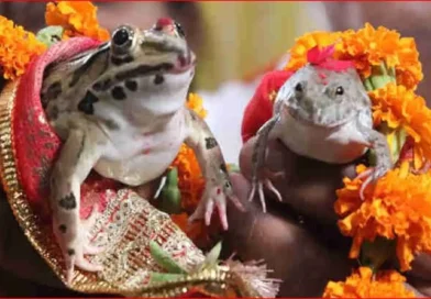 कार्ड छपे, बैंड बाजे के साथ बारात भी आई, फिर हुए 7 फेरे… छत्तीसगढ़ में क्यों करवाई गई मेंढक-मेंढकी की ऐसी शादी?