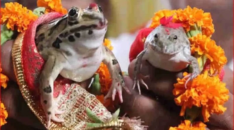 कार्ड छपे, बैंड बाजे के साथ बारात भी आई, फिर हुए 7 फेरे… छत्तीसगढ़ में क्यों करवाई गई मेंढक-मेंढकी की ऐसी शादी?