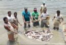 प्रधानमंत्री मत्स्य संपदा योजना से बदली किसानों की किस्मत, मछली पालन बना कमाई का नया जरिया