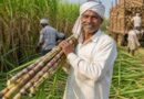 छत्तीसगढ़ में गन्ना किसानों को बड़ी राहत, अब 425 रुपये प्रति क्विंटल की दर से होगी खरीदी